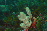 Random diving photo!