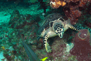 Random diving photo!