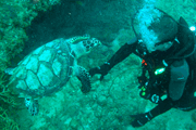 Random diving photo!